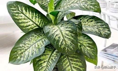 花叶万年青 有毒:什么植物晚上不能放卧室？绿萝可以放吗？