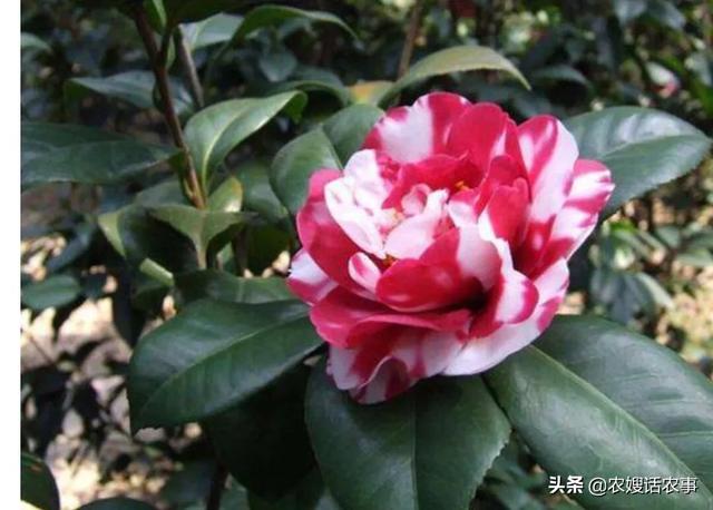 史宾格很难养:买了许多小鸡，但是有很多得病死了，小鸡怎么这么难养？ 史宾格禁养吗