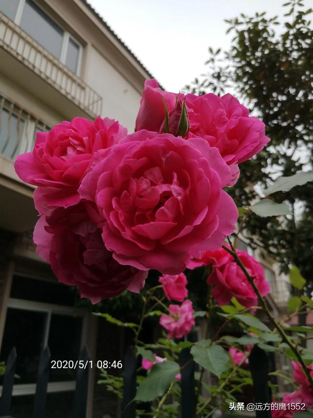 欧洲月季花品种介绍:月季花我爱你品种介绍 哪种月季开花香并且好养？