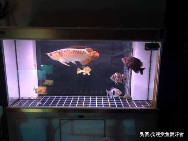 黄曼龙鱼好看吗:想养龙鱼，鱼缸是要自己制作好，还是买现成的？
