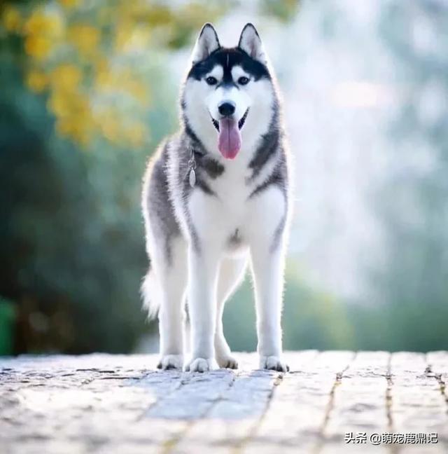 2020狗猫咪品种大全及图片:为什么有人拍一拍家里的狗/猫，就能有几百万粉丝？