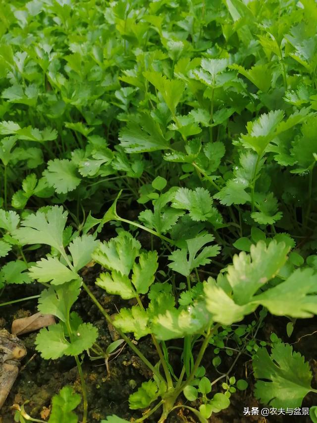怎样种芫荽(怎样种芫荽出的快)