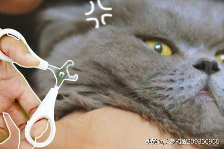 铲屎官应如何给猫咪剪指甲，一个人怎么给猫咪剪指甲？