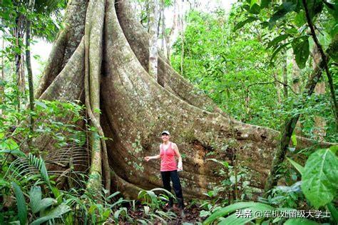 亚马逊河历险记1手机在线，亚马逊热带雨林如果消失了，地球会怎样呢