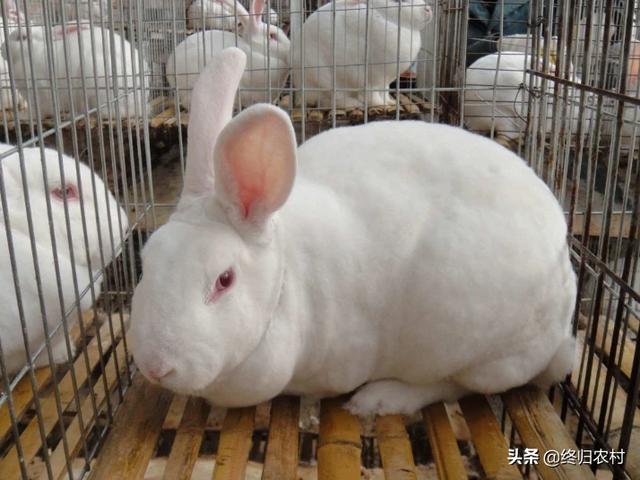 2019年养殖兔子赚钱吗？养殖1000只兔子一年的利润多少？