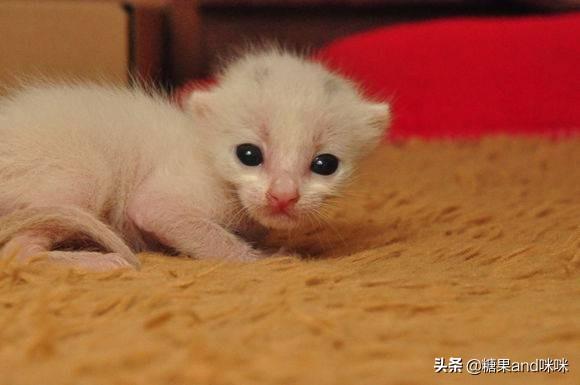 刚睁眼的小猫吃什么:刚出生的小猫吃什么!急急急？