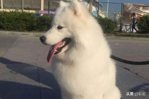 萨摩耶犬的优缺点,你知道萨摩耶有什么缺点吗？