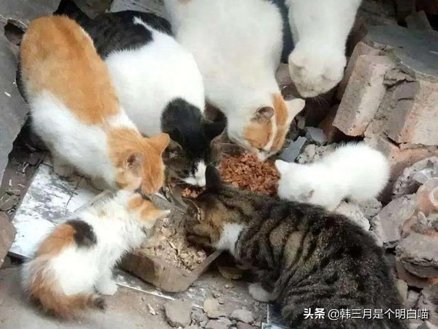 绝育手术:你觉得给猫狗做绝育手术是对的吗？ 绝育手术怎么做的