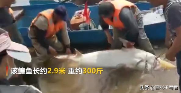 长江捕获15米真龙，渔民捕获