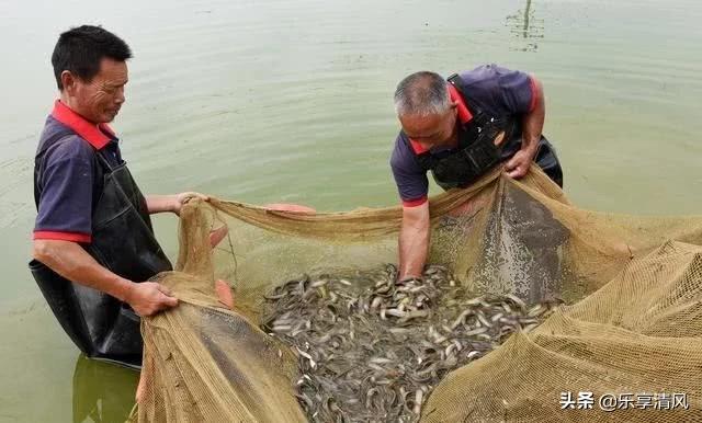 泥鳅吃什么长的最快:泥鳅吃什么，难道真吃泥吗？