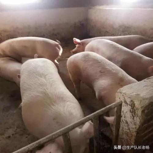 头条问答 - 你认为农村中的大规模养殖业,是养肥猪划算还是母猪赚钱