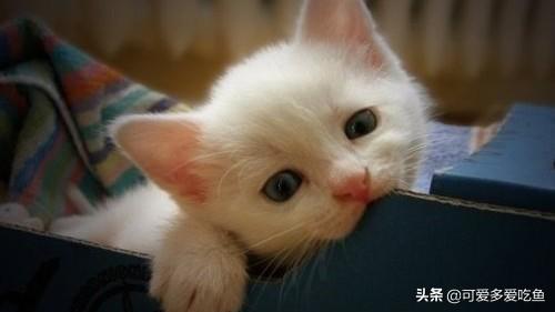 搓手猫卖萌惹人怜:小猫睡醒了就喵喵撒娇蹭我的手还躺倒在我手下是为啥？它想干啥？
