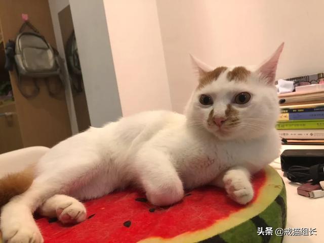 闷猫:猫喜欢吃塑料，该怎么办？