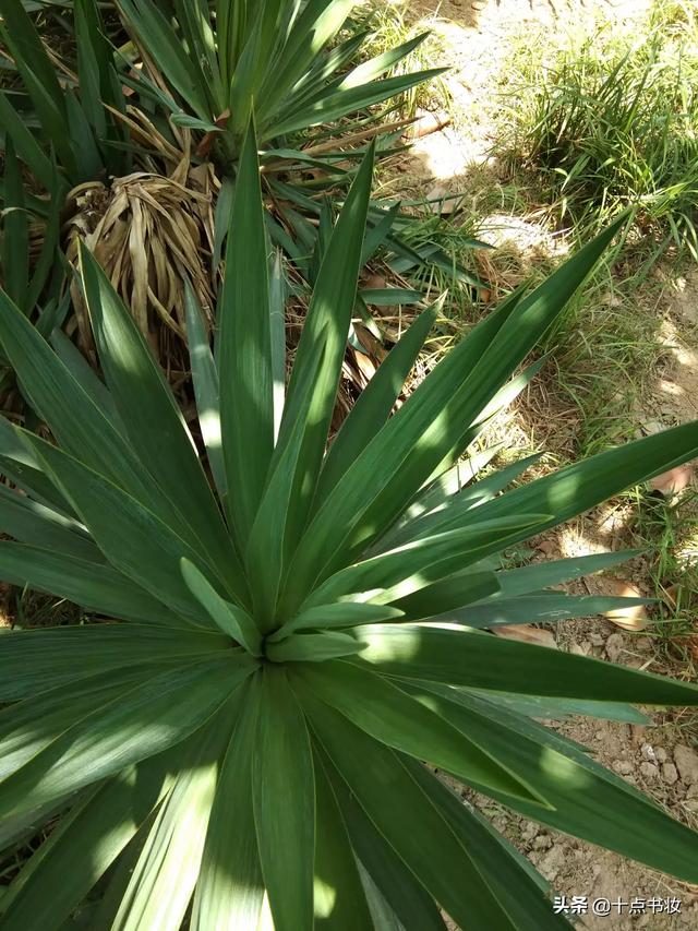 贾瑞为什么敢打王熙凤的主意？插图56