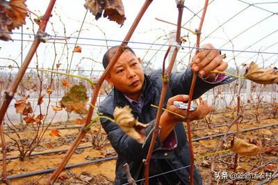 葡萄树的害虫有哪些:葡萄树的主要虫害有哪些，怎样防治？