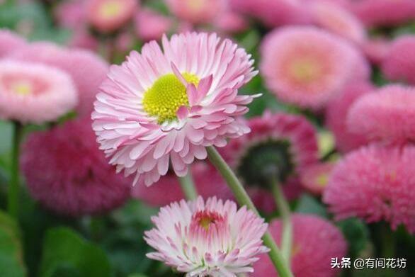 黑心菊什么时候播种比较好:乌菜是什么，怎么样种植，什么时候种植比较好？