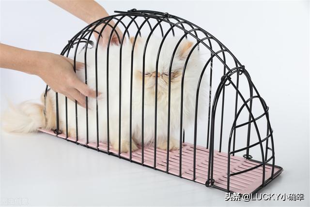 伯爵养猫记:收养了一只流浪猫，很小，有什么养猫方法？ 养猫记作文