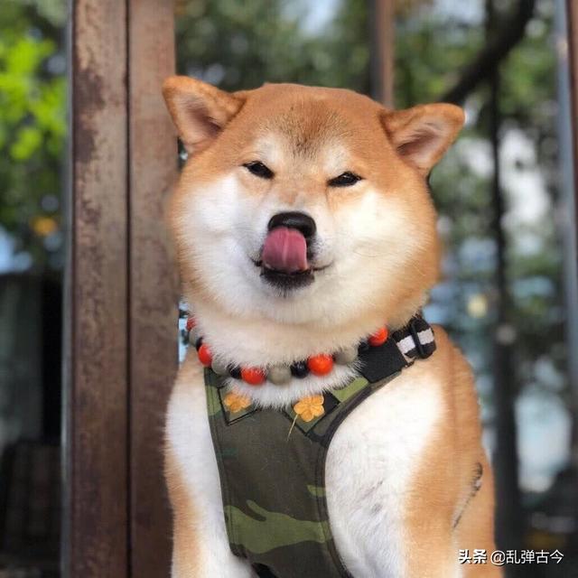 爱狗网论坛爱狗:爱狗协会的一些行为会不会让人觉得这是一个黑社会性质组织？