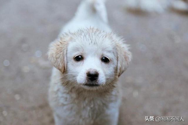 谁知道上海传奇犬舍的联络方式:我想拥有一只可爱的拉不拉多幼犬，哪里有？