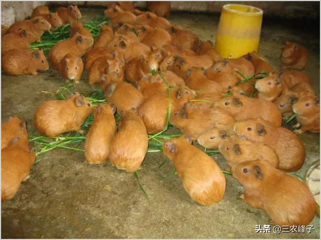 现在农业什么最赚钱？