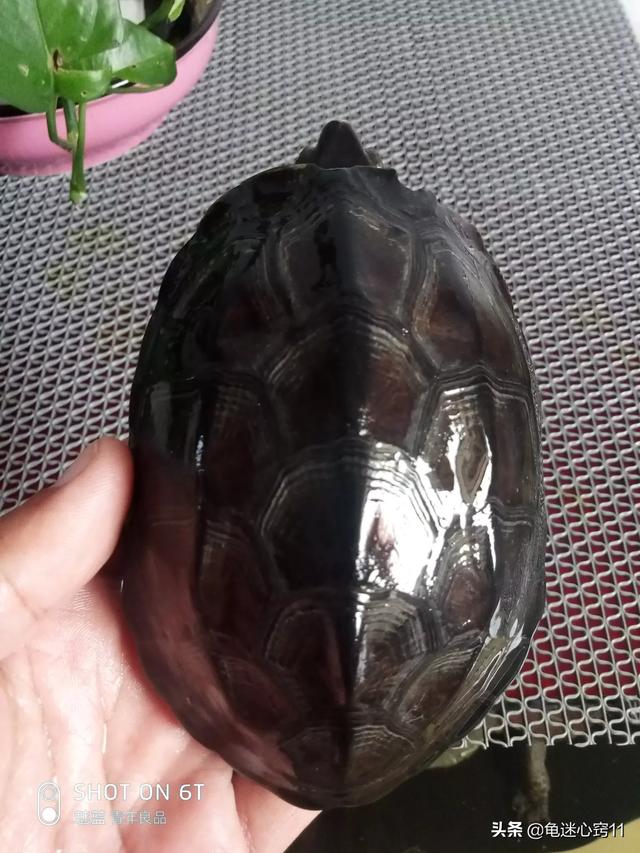 宠物龟怎么养:宠物龟有哪几种？新手应该如何养龟？