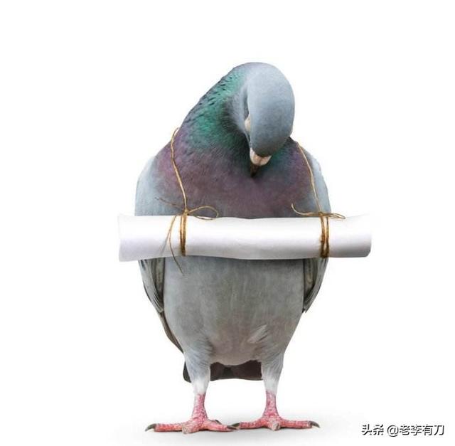 古代都是用信鸽送信,信鸽怎么知道送信的确切位置呢?插图9 古代都是用信鸽送信,信鸽怎么知道送信的确切位置呢?插图9