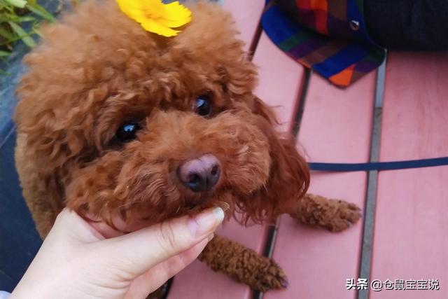 西施犬造型图:适合女孩子养的小型犬有哪些？ 西施犬造型图片