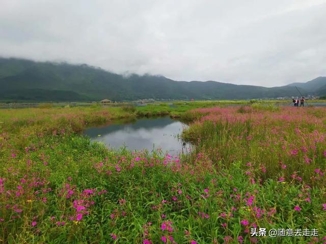 云南观鸟会:高黎贡山的最佳观鸟路线是怎样的？