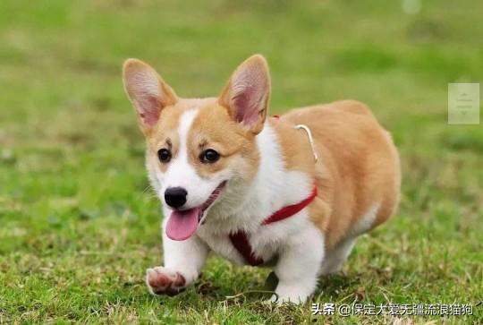狗狗:为什么有的人养过一次狗狗，狗狗死后就再也不养狗了？