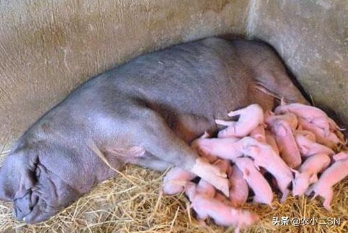 什么原因导致死胎呢:母猪生仔有死胎是什么原因？产仔数量少有什么改善方法吗？