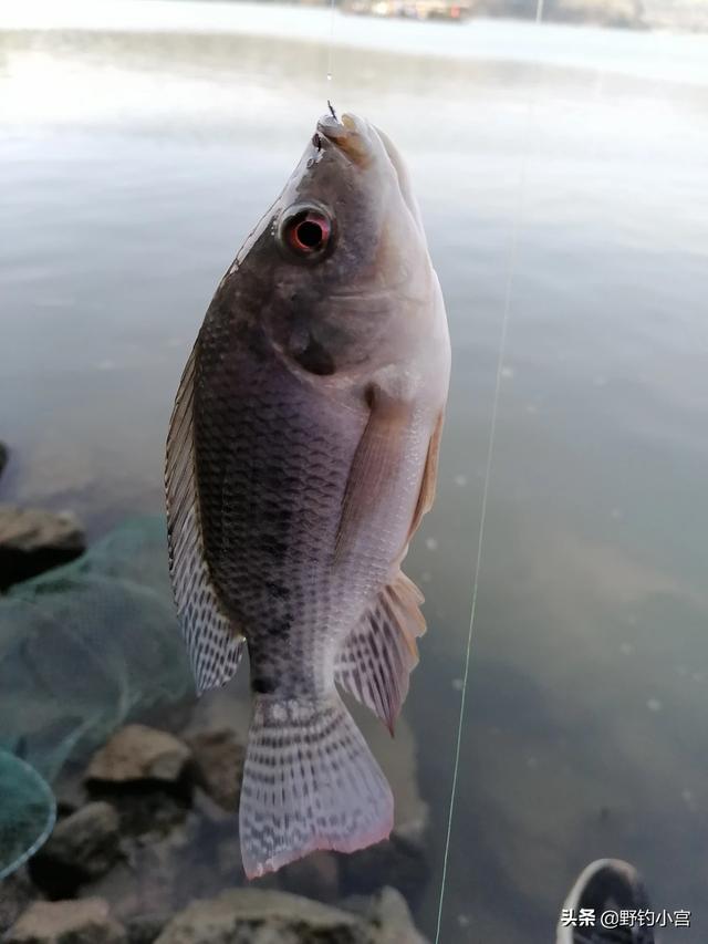 怎样抓住罗非鱼的正口?-眼镜哥说鱼的回答-头条问答