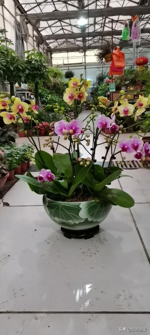 人间最美的花朵是什么花？