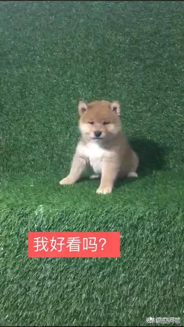 法兰德斯牧牛犬造句:好的牧羊犬可以代替人放羊吗？