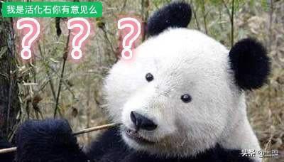 大熊猫为什么被称为活化石？