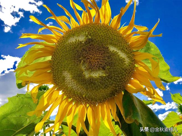 鸟类:春耕农民播种农作物种子时，怎样防病虫害和鸟雀啄食？ 鸟类视频大全
