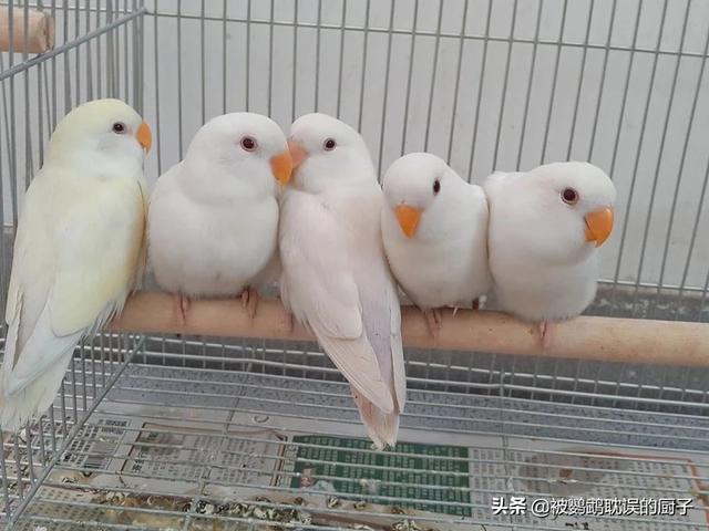 牡丹鹦鹉吧:牡丹鹦鹉是不是开始生第一窝蛋就不会停下，一窝接一窝？