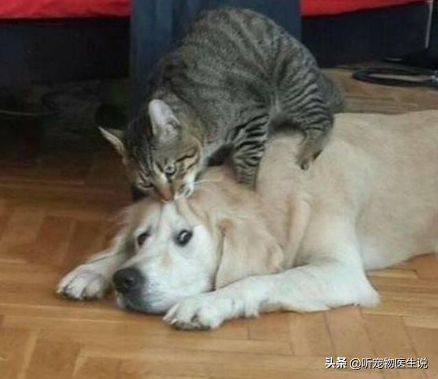 金毛犬有什么缺点？插图5