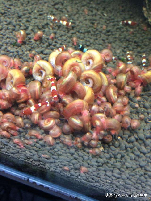 养苹果螺要知道其什么特点，请问一只苹果螺可以繁殖吗