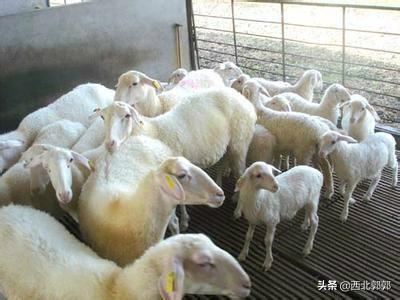 一般湖羊和杜泊羊哪个好？