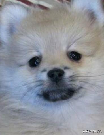 博美狗品种:博美犬和狐狸犬是同一种狗吗？