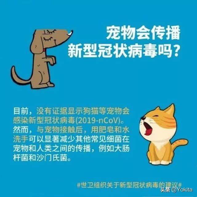 中国宠物医师网现代流行犬病毒:这次疫情中猫、狗这些宠物有没有被感染，如果没有是为什么呢？