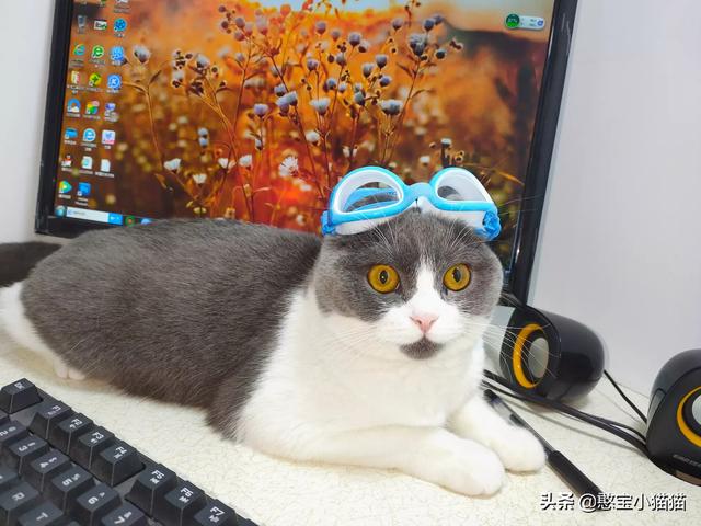 搓手猫现在怎么了:猫咪得了猫瘟怎么办？医生说不用治了，熬过7天就好？