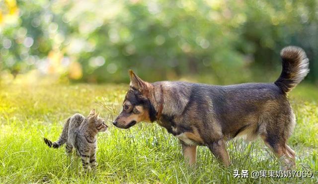 小狗的房子思维导图图片:有房才有家吗？奋斗一生是否一定需要买房安家？