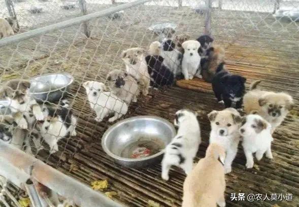 肉狗养殖可行性报告全文:肉狗养殖可行性报告 想了解一下在农村肉狗的养殖技术，怎么样才能通过养肉狗赚钱？