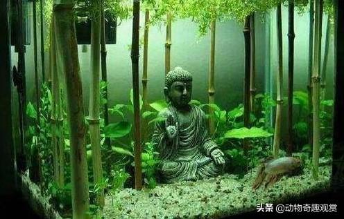 草缸养鱼的数量上限:草缸养鱼如何控制数量 草缸里可以养什么稍微大一点的鱼？