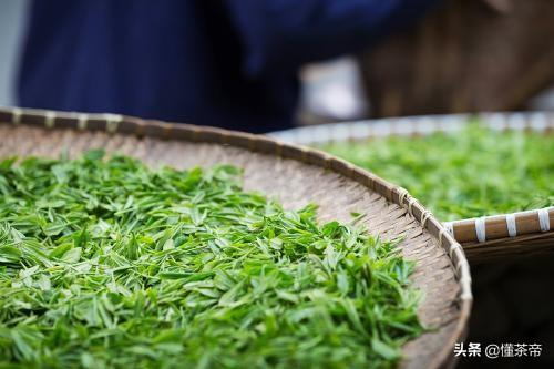 春茶好也得会泡，如何冲泡出一杯茶艺师水平的高级绿茶？