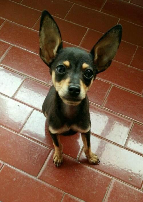 犬钩虫病口腔:狗狗得口腔溃疡怎样治疗？