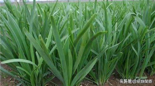 头条问答 - 小麦和韭菜有什么共同点?(25个回答)