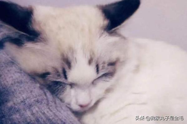 布偶猫多少钱:布偶猫多少钱一只 一只布偶猫大约什么价位？