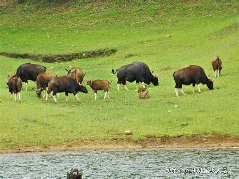白肢野牛平均体重，孟加拉虎有几成胜算捕杀一头成年雄性白肢野牛？